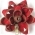 Amaryllis Amaryllis