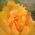 FLOWERS FLOWERS