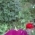 Natali_L Natali_L