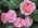 La_Vie_En_Rose La_Vie_En_Rose