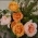 Roses-on-the-Oka