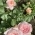 Nasty_garden Nasty_garden