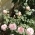 _12irina34_ _12irina34_