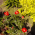 iris_7 iris_7