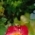 Tany_31