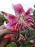 lilij_17 lilij_17