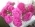 CAMELIA CAMELIA