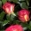 4981anna 4981anna