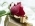 IryRose IryRose