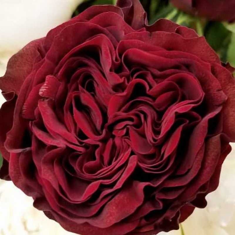 Red Rose La Cubana Bio