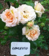 Concerto 94