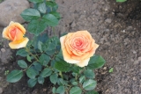 Ashram  