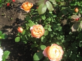 Lady Emma Hamilton® 