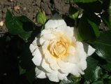'Nadine Xella-Ricci 'Nadine Xella-Ricci