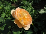 Lady of Shalott (AUSnyson) Lady of Shalott (AUSnyson)