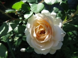 Crocus Rose Crocus Rose