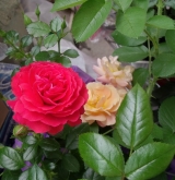 'Cherry Girl ®'