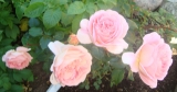 A SHROPSHIRE LAD