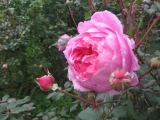 Alan Titchmarsh