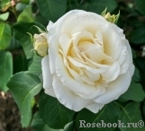 Frederic Chopin Frederic Chopin