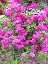 Super Excelsa Super Excelsa