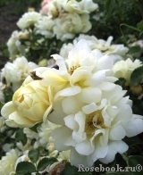Sunny Rose Sunny Rose