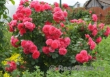 ROSARIUM UETERSEN ROSARIUM UETERSEN