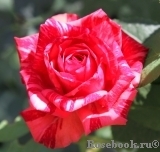Red Intuition Red Intuition