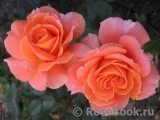 Orange Senta Orange Senta