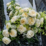 Friedenslicht (Memorial Rose) Friedenslicht (Memorial Rose)