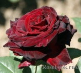Black Baccara Black Baccara