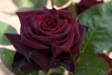 Black Baccara Black Baccara