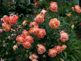 lady of shalott lady of shalott