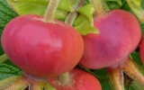 Rosa villosa (Rosa pomifera)