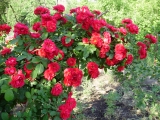 фламентанс фламентанс
