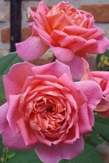 Lions Charity / Soroptimist Women's Voice