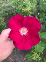 Впечатление