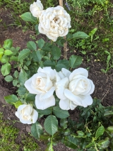 Rosa Lenka Frayla