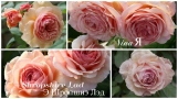 A Shropshire Lad Е Шропшіе Лед (Шропширський Хлопчина) Austin, Великобританія, 1997 A Shropshire Lad Е Шропшіе Лед (Шропширський Хлопчина) Austin, Великобританія, 1997