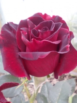 Black Baccara Black Baccara