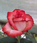 Blush Blush