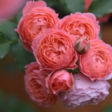 Романтик Туту (Romantic Tutu)  Takunori Kimura, Япония 2018