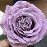 Принцесса Каори (Princess Kaori)  Япония, 2020