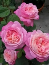 Dream Light (Дрим Лайт) 