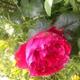 Falstaff