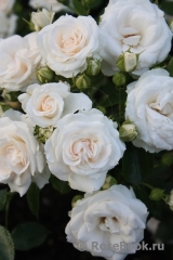 Aspirin Rose (TANiripsa, Aspirin-Rose, Glacier Magic, Special Child), Tantau, 1997/Floribunda