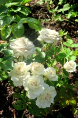  Royal White