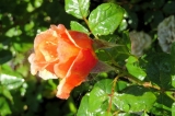 Cherry Brendy