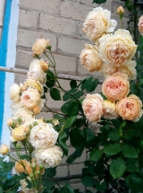 Принцесса Маргарет Принцесса Маргарет