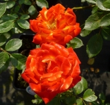 Flamenco